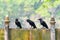 Three Large-billed Crow perching on cement sign board between two thai-style poles