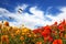 Three large birds flying in clouds