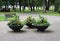 Three large bowls with many flowers on the site in the park