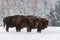 Three Large Brown Bison Wisent At Birch Forest Background.Herd Of European Aurochs Bison, Bison Bonasus Standing On The Win