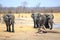 Three large bull elephants on the dry plains in Africa