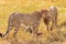 Three large cheetahs near the prey. Masai Mara, Kenya