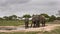 Three Large Elephant Bulls quenching their thirst