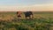 Three large elephants and two baby elephants walk in the early morning in the Serengeti National Park.