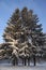 Three large firs covered with snow in a forest glade in winter