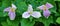 Three Large-Flowering Trillium