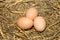 Three large freshly laid chicken eggs lie in a nest