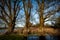 Three large poplar trees