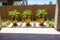 Three Large Potted Ferns In Rear Yard