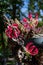 Three large red flowers, similar to the claws of a bird of prey, beautifully decorate an old stump at a rural flower fair.