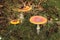 Three large red toadstools grow in the grass.