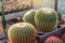 Three large round cacti in a tropical desert greenhouse