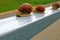 Three large snails walk the fence rail