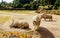 Three large Southern White Rhinoceros in their habitat in Dublin zoo