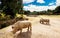 Three large Southern White Rhinoceros in their habitat in Dublin zoo