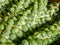 Three large stalks of bright green brussel sprouts