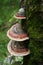 Three large Trutavik mushrooms grow on a tree in a forest. Beautiful nature photo of wild forest. Tricolor mushrooms top view. A