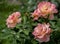 Three large unfolded rose flowers of a soft pink color on the rose bushes