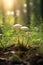 Three_large_white_boletus_mushrooms_and_butterfly_Gonepteryx_1690446224816_6