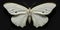 Three_large_white_boletus_mushrooms_and_butterfly_Gonepteryx_1690446224816_7
