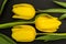 Three large yellow tulip bud on a black background