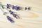 Three lavender flowers on a light wooden surface. Flat layout. Lavender flowers on a light background