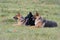 Three laying German shepherds