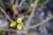 Three leaf buds blooming