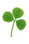 Three Leaf Clover