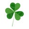 Three leaf clover and lucky leaf