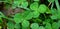 Three-leaf Clovers with Water Droplet on Shamrock Field after the Rain