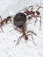 Three leaf-cutter ants carrying a fruit part