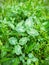 Three-leafed clover close up on a green grass background. Nature wallpaper stock photo