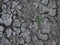 Three-Leafed Seedling Sprouting in Parched Earth Photographed from Above