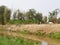 Three lean healthy cows laying and wandering on the bank of an irrigation canal in rural area