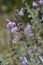 Three-leaved Sage