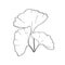 Three leaves of ginkgo biloba hatching. Linear drawing of medical plant ginkgo