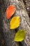 Three leaves. Red, green and yellow on tree\'s bark.