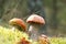 Three Leccinum in moss vertical