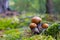 Three leccinum mushrooms grows