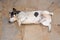 Three legged Jack Russell dog