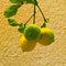 Three Lemon fruits on a lemon tree spring in Kfar Glikson Israel