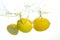 Three lemons spash in water on white background