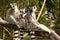 Three lemurs holding each other