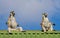 Three lemurs sitting on the roof of the house against blue sky background. Madagascar.