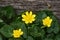 Three Lesser Celandine â€“ Ranunculus ficaria