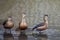 Three Lesser Whistling Duck, Dendrocygna javanica, in marsh