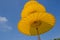 Three level of yellow clothes and bamboo frame umbrellas