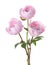 Three light pink peonies isolated on white background