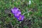 Three lilac crocuses on a Sunny spring day.